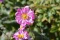 Japanese anemone Koenigin Charlotte Royalty Free Stock Photo